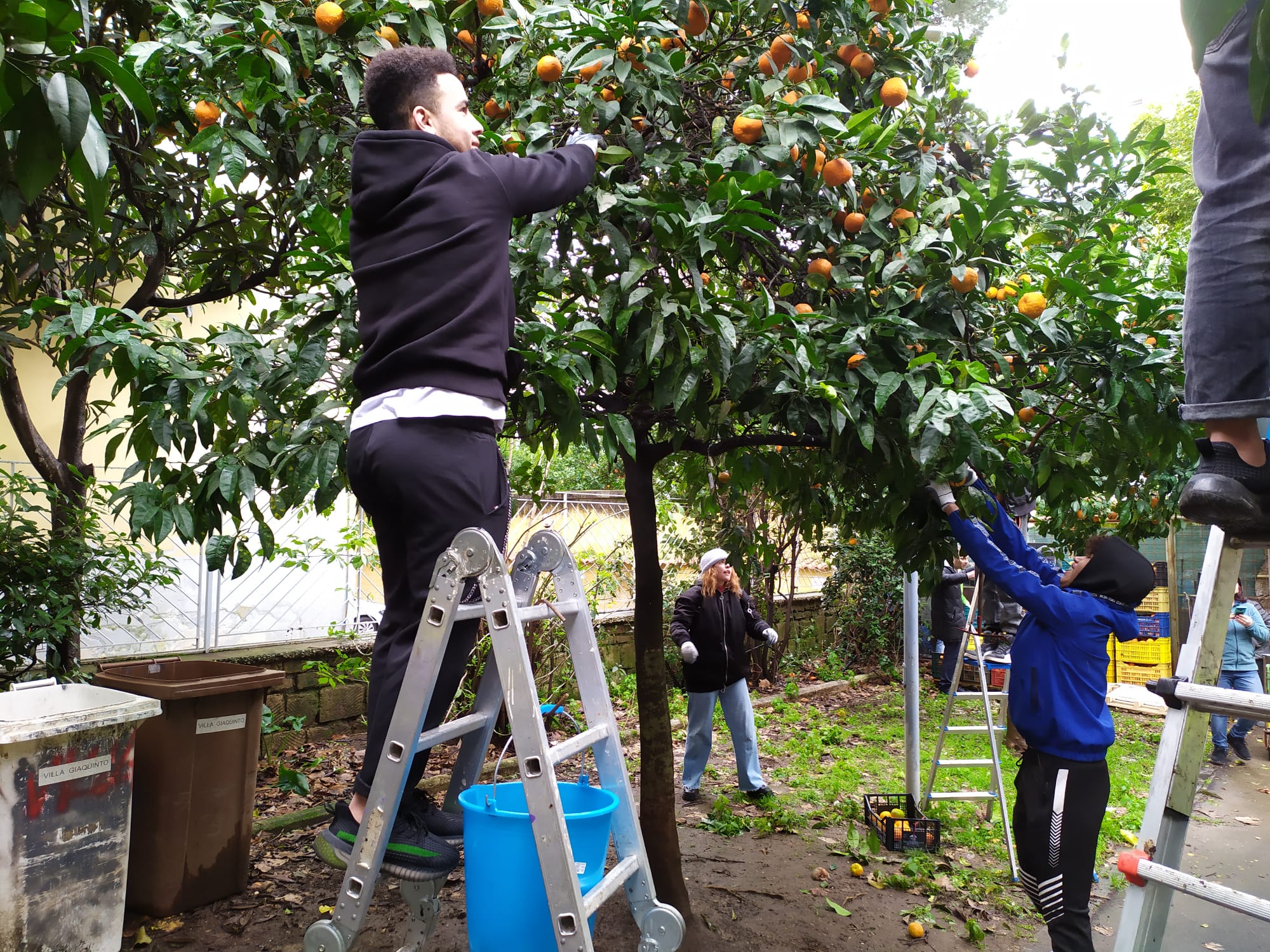 Raccolta delle arance: i minori stranieri del Cidis al fianco dei volontari in villetta Giaquinto a Caserta